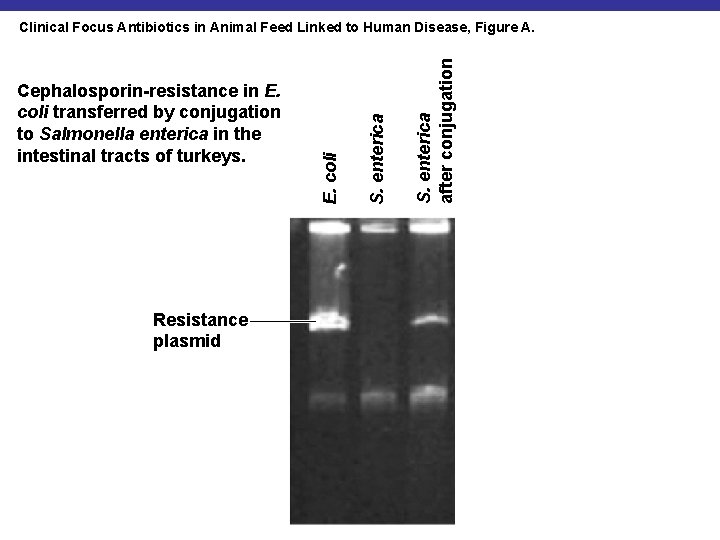 Resistance plasmid S. enterica after conjugation S. enterica Cephalosporin-resistance in E. coli transferred by
