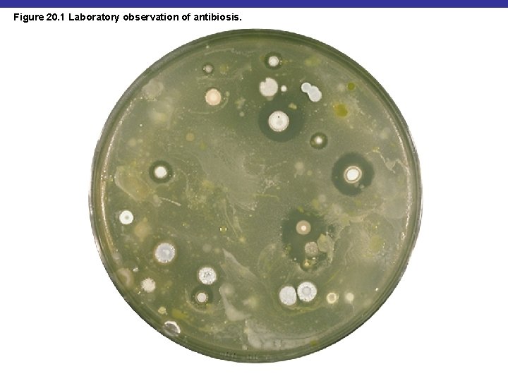 Figure 20. 1 Laboratory observation of antibiosis. 