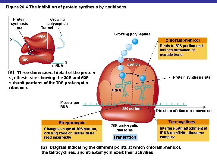 Figure 20. 4 The inhibition of protein synthesis by antibiotics. Protein synthesis site Growing