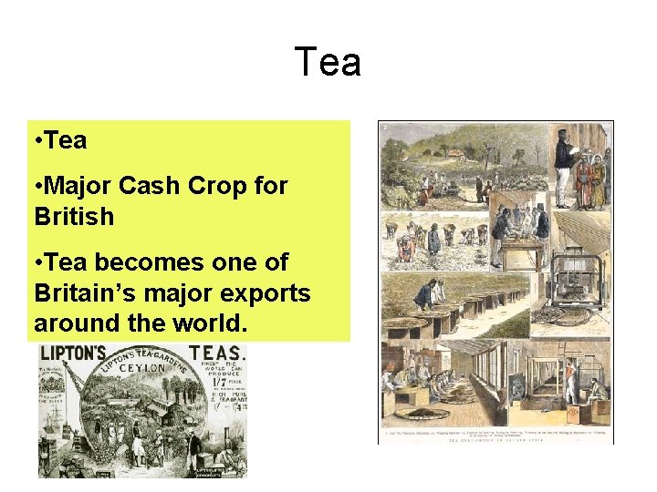 Tea • Major Cash Crop for British • Tea becomes one of Britain’s major