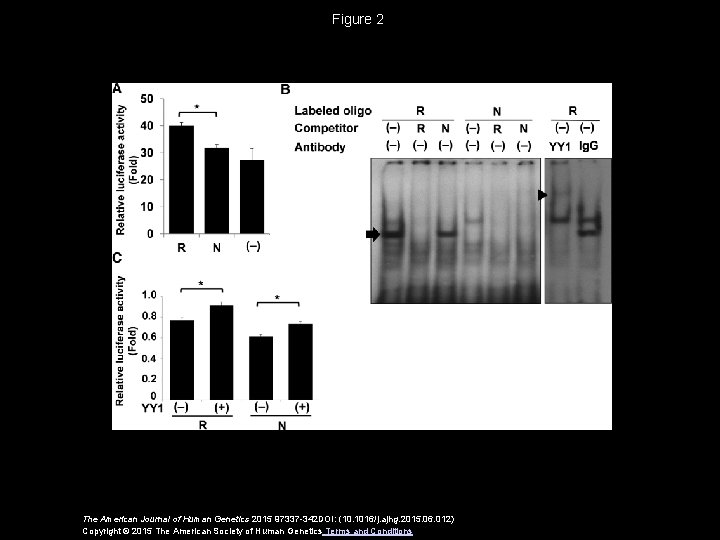 Figure 2 The American Journal of Human Genetics 2015 97337 -342 DOI: (10. 1016/j.