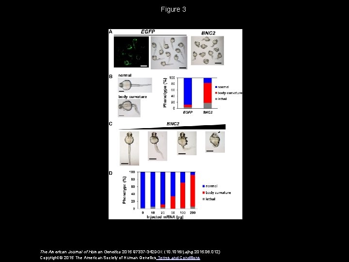 Figure 3 The American Journal of Human Genetics 2015 97337 -342 DOI: (10. 1016/j.