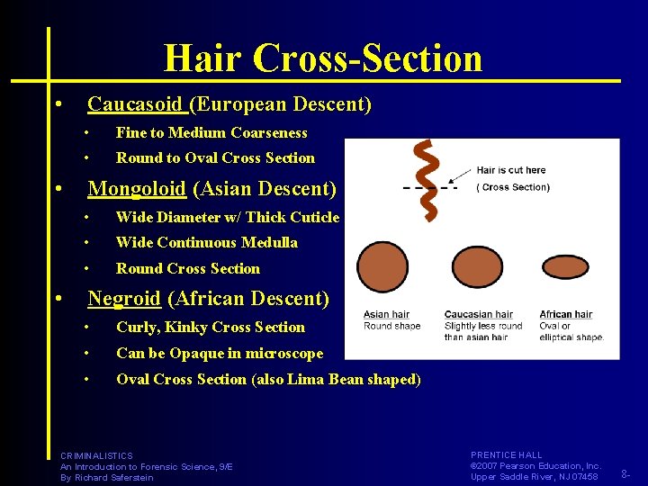 Hair Cross-Section • • • Caucasoid (European Descent) • Fine to Medium Coarseness •