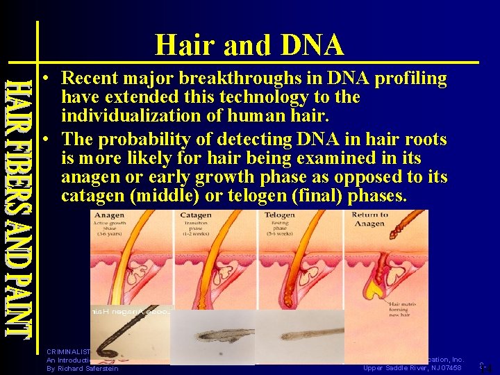 Hair and DNA • Recent major breakthroughs in DNA profiling have extended this technology