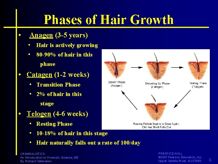 Phases of Hair Growth • Anagen (3 -5 years) • Hair is actively growing