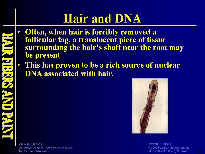 Hair and DNA • Often, when hair is forcibly removed a follicular tag, a