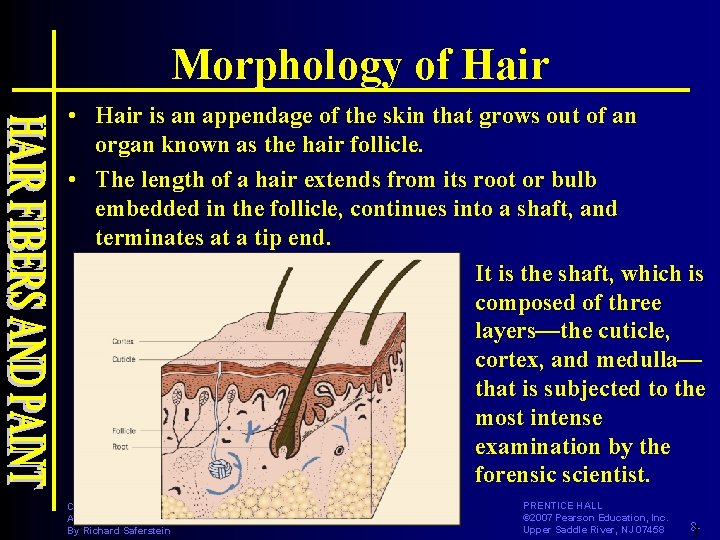 Morphology of Hair • Hair is an appendage of the skin that grows out