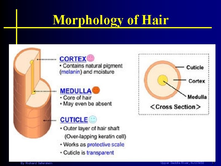 Morphology of Hair CRIMINALISTICS An Introduction to Forensic Science, 9/E By Richard Saferstein PRENTICE