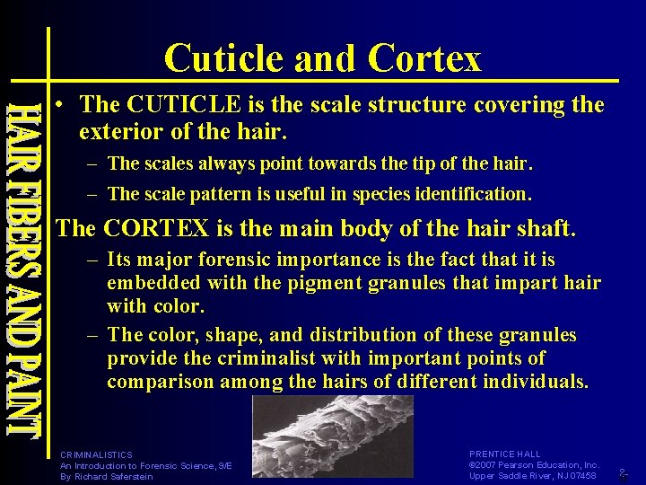 Cuticle and Cortex • The CUTICLE is the scale structure covering the exterior of