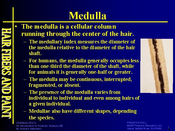 Medulla • The medulla is a cellular column running through the center of the