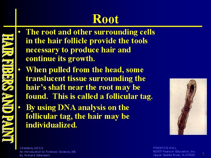 Root • The root and other surrounding cells in the hair follicle provide the