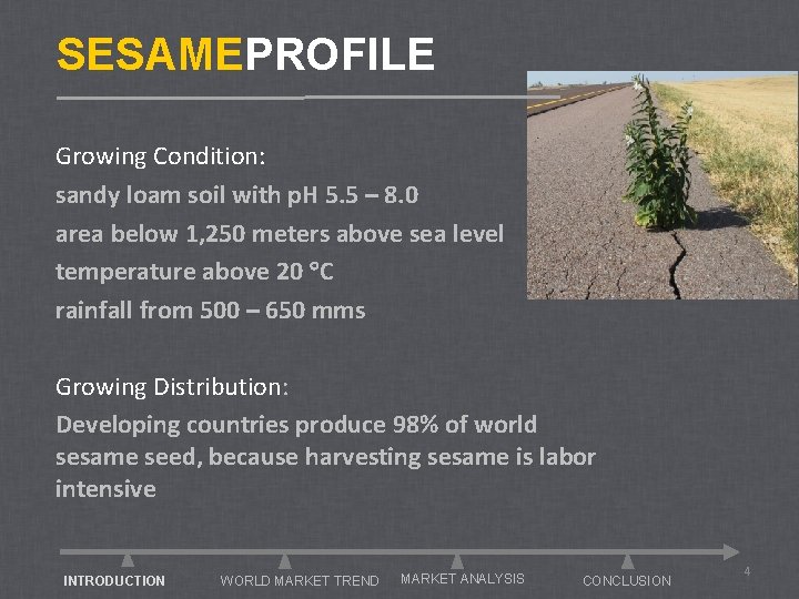 SESAMEPROFILE Growing Condition: sandy loam soil with p. H 5. 5 – 8. 0
