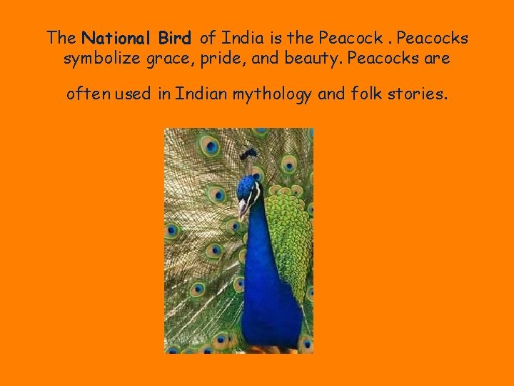 The National Bird of India is the Peacocks symbolize grace, pride, and beauty. Peacocks