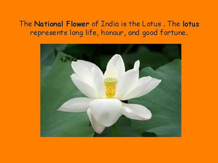 The National Flower of India is the Lotus. The lotus represents long life, honour,