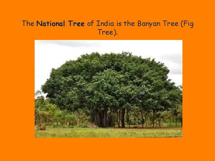 The National Tree of India is the Banyan Tree (Fig Tree). 