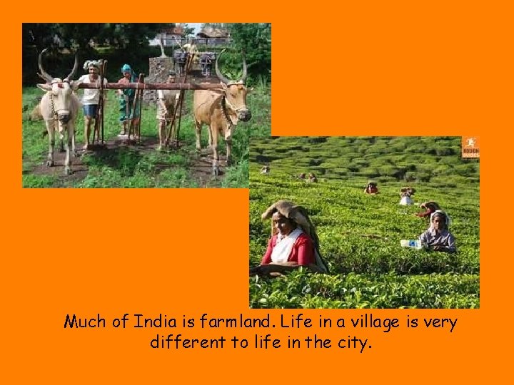Much of India is farmland. Life in a village is very different to life