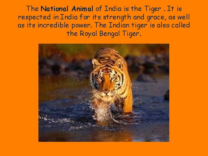 The National Animal of India is the Tiger. It is respected in India for