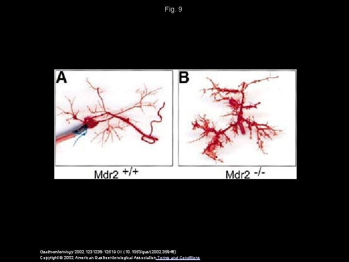 Fig. 9 Gastroenterology 2002 1231238 -1251 DOI: (10. 1053/gast. 2002. 35948) Copyright © 2002