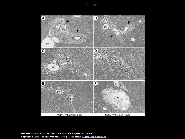 Fig. 10 Gastroenterology 2002 1231238 -1251 DOI: (10. 1053/gast. 2002. 35948) Copyright © 2002