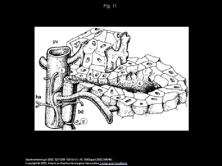 Fig. 11 Gastroenterology 2002 1231238 -1251 DOI: (10. 1053/gast. 2002. 35948) Copyright © 2002