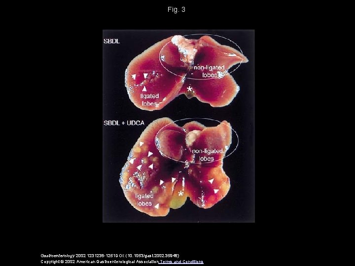 Fig. 3 Gastroenterology 2002 1231238 -1251 DOI: (10. 1053/gast. 2002. 35948) Copyright © 2002