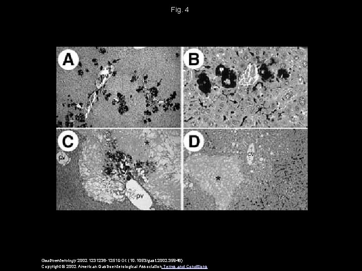 Fig. 4 Gastroenterology 2002 1231238 -1251 DOI: (10. 1053/gast. 2002. 35948) Copyright © 2002