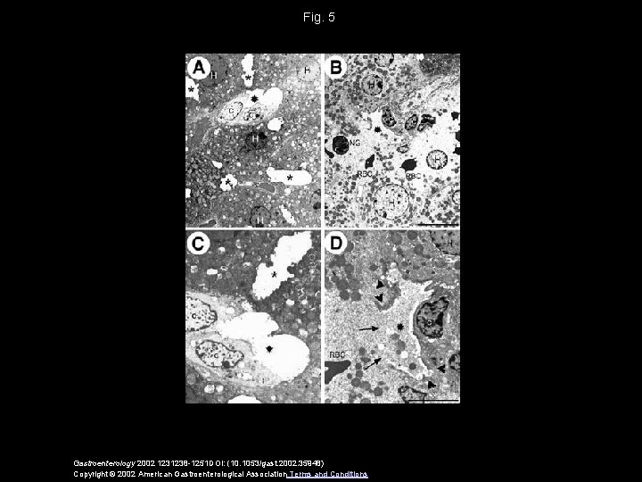 Fig. 5 Gastroenterology 2002 1231238 -1251 DOI: (10. 1053/gast. 2002. 35948) Copyright © 2002