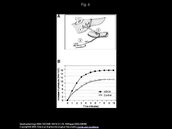 Fig. 6 Gastroenterology 2002 1231238 -1251 DOI: (10. 1053/gast. 2002. 35948) Copyright © 2002