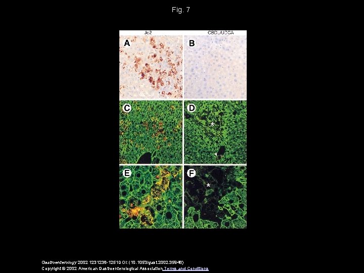 Fig. 7 Gastroenterology 2002 1231238 -1251 DOI: (10. 1053/gast. 2002. 35948) Copyright © 2002