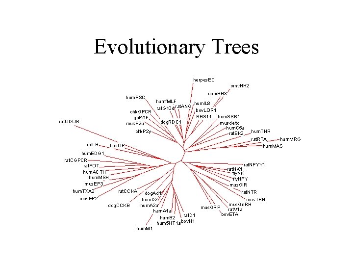 Evolutionary Trees herpes. EC crnv. HH 2 hum. RSC cmv. HH 3 humf. MLF