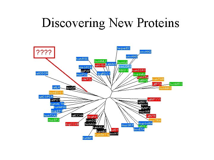 Discovering New Proteins herpes. EC ? ? crnv. HH 2 hum. RSC cmv. HH