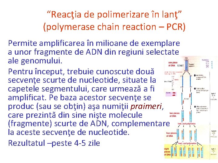 “Reacţia de polimerizare în lanţ” (polymerase chain reaction – PCR) Permite amplificarea în milioane