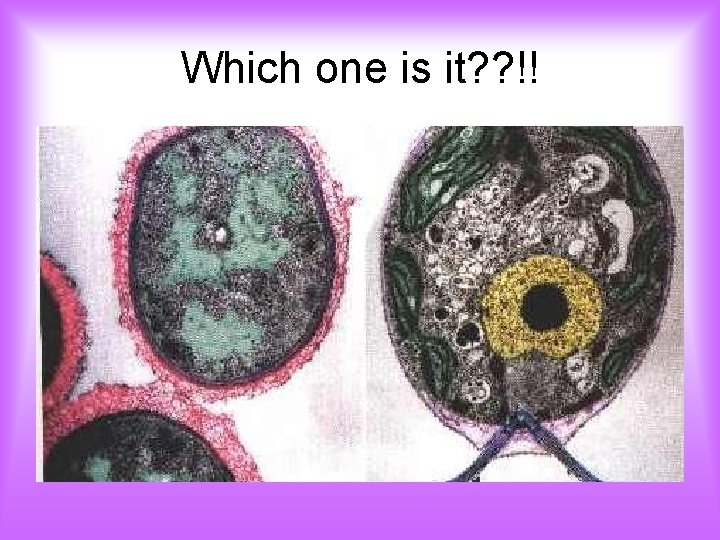 Which one is it? ? !! 