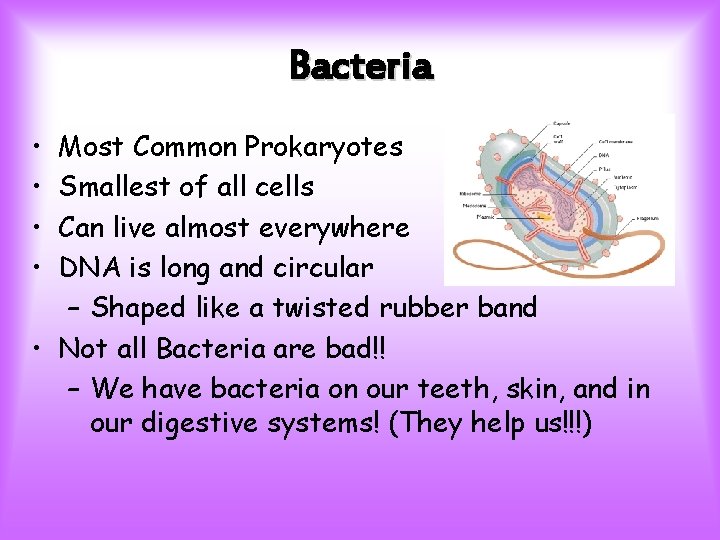Bacteria • • Most Common Prokaryotes Smallest of all cells Can live almost everywhere