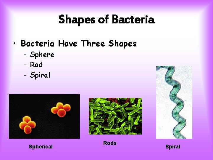 Shapes of Bacteria • Bacteria Have Three Shapes – Sphere – Rod – Spiral