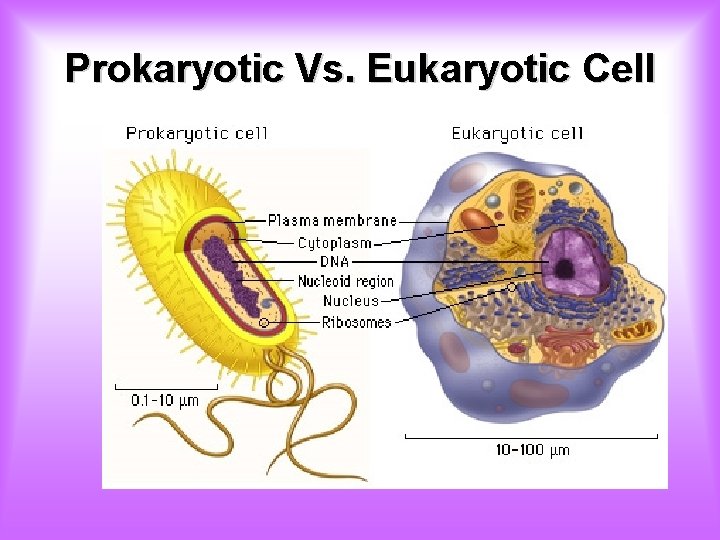 Prokaryotic Vs. Eukaryotic Cell 