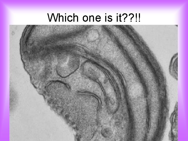 Which one is it? ? !! 