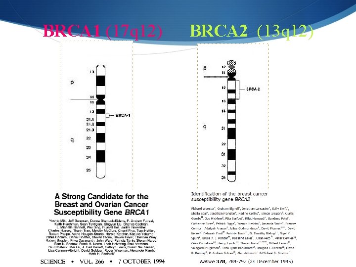 BRCA 1 (17 q 12) BRCA 2 (13 q 12) 