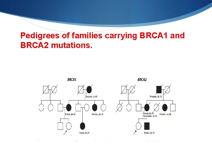 Pedigrees of families carrying BRCA 1 and BRCA 2 mutations. 