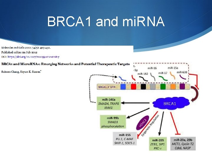 BRCA 1 and mi. RNA 