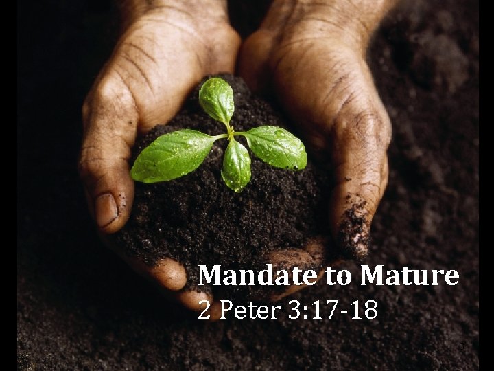 Mandate to Mature 2 Peter 3: 17 -18 8 