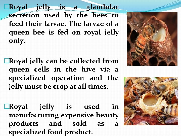 �Royal jelly is a glandular secretion used by the bees to feed their larvae.