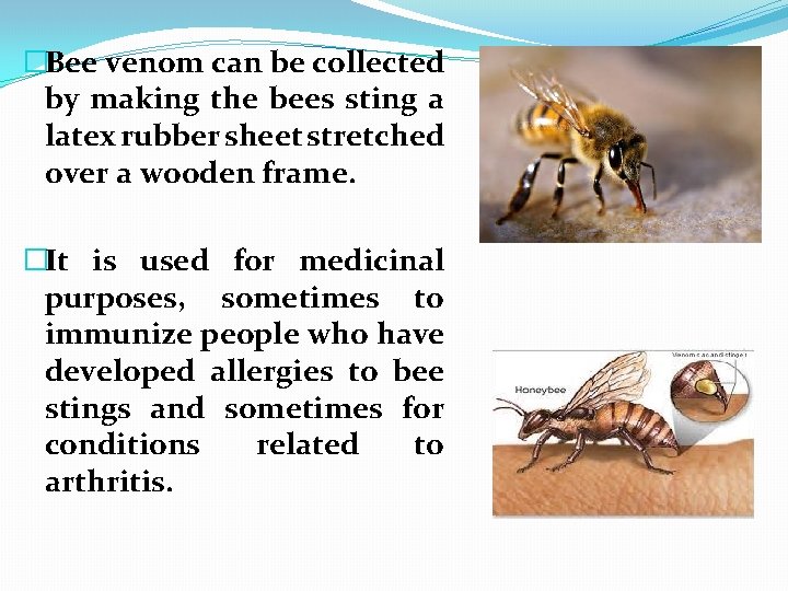 �Bee venom can be collected by making the bees sting a latex rubber sheet