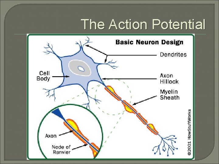 The Action Potential 