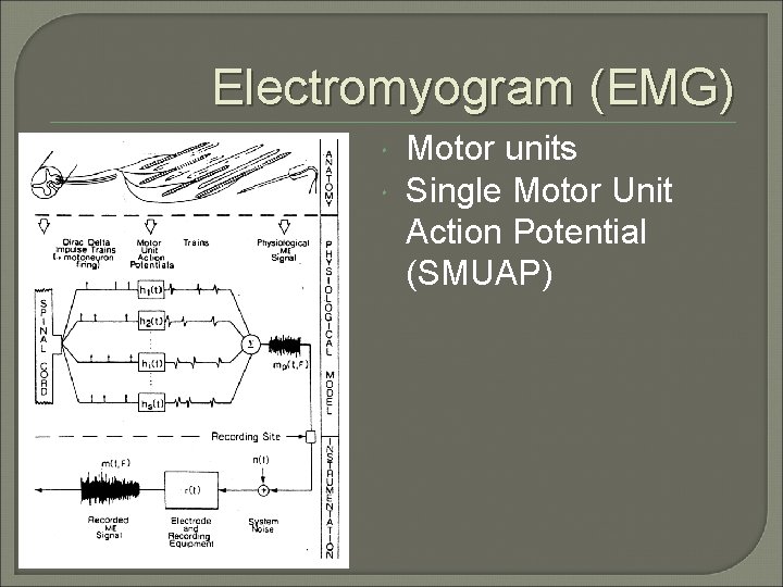Electromyogram (EMG) Motor units Single Motor Unit Action Potential (SMUAP) 