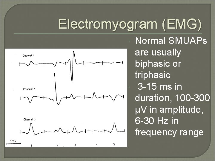 Electromyogram (EMG) Normal SMUAPs are usually biphasic or triphasic 3 -15 ms in duration,