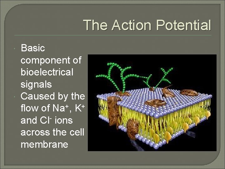 The Action Potential Basic component of bioelectrical signals Caused by the flow of Na+,