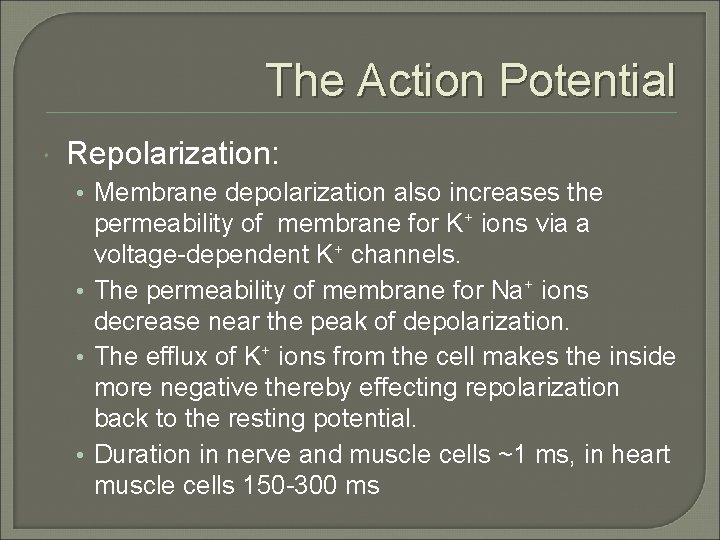 The Action Potential Repolarization: • Membrane depolarization also increases the permeability of membrane for