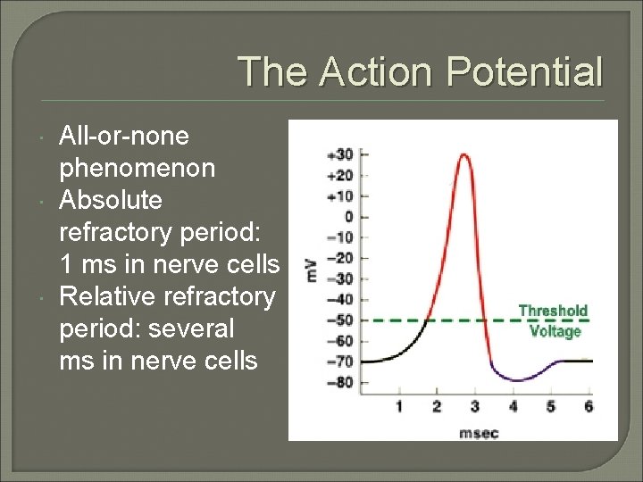 The Action Potential All-or-none phenomenon Absolute refractory period: 1 ms in nerve cells Relative