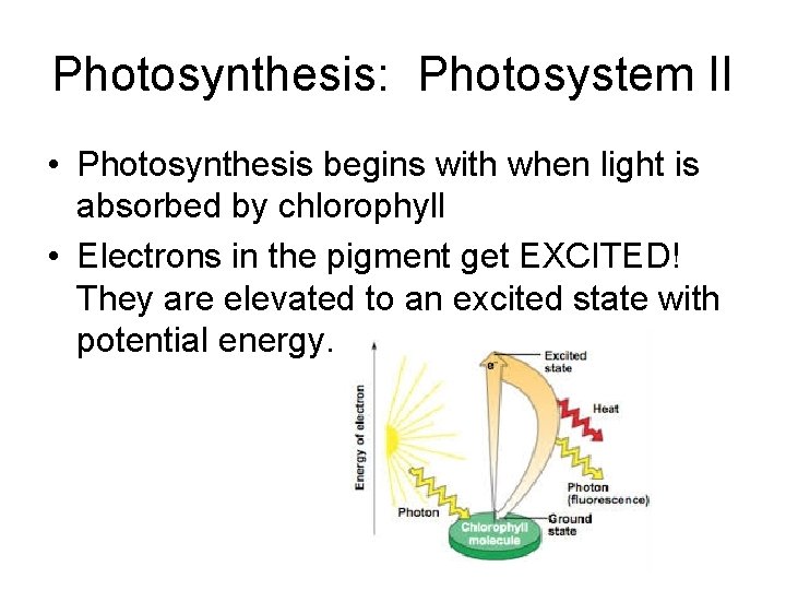 Photosynthesis: Photosystem II • Photosynthesis begins with when light is absorbed by chlorophyll •
